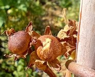 IMG_20240928_140427702_HDR (1).jpg IMG_20240928_140427702_HDR (1).jpg