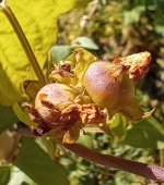 IMG_20240928_140446062 (1).jpg IMG_20240928_140446062 (1).jpg