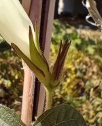 IMG_20240928_140556480 (1).jpg IMG_20240928_140556480 (1).jpg