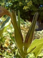 IMG_20240928_140722747_HDR (1).jpg