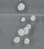 IMG_100013.jpg IMG_100013.jpg