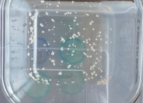 IMG_20240928_125402.jpg IMG_20240928_125402.jpg