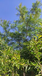 IMG_20241024_143721.jpg