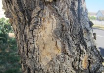 main trunk.JPG