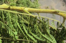 Vachellia thorns.jpg