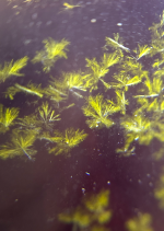 Screenshot 2025-01-29 at 6.33.50 PM.png