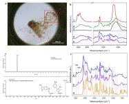 41598_2024_78721_Fig5_HTML.jpg 41598_2024_78721_Fig5_HTML.jpg