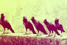 ten-red-crows-1-930x620.jpg ten-red-crows-1-930x620.jpg