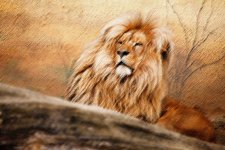 androclus-and-male-lion-bw-930x620.jpg androclus-and-male-lion-bw-930x620.jpg