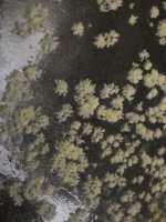 IMG_0907.jpeg IMG_0907.jpeg