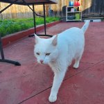 Jerry Jan 2 2025.jpg