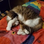 Neith post Xmas feast.jpg