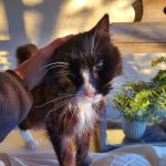 Ezra Nov 3 2024.jpeg