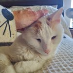 Scout before death Nov 19 2024.jpg