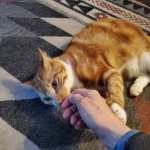 Milkshake Feb 15 2025.jpg