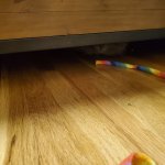 George under bed Apr 27 2025.jpg