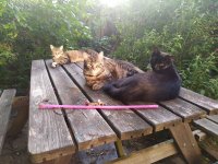 Saray_Taco_Sybe enjoying the sun in the garden.jpg