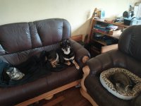 Saray_Taco_Doggo Yuki enjoying the luxuries of human chairs.jpg