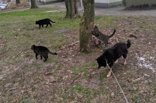 Sybe Doushi Steffie and Yuki walking together.jpg