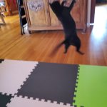 Jiji Hunt 1 Apr 30 2025.jpg