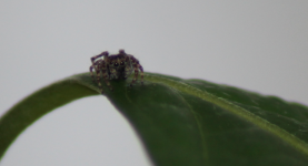 1747379840634.png 1747379840634.png