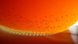 harmine freebase xtals.jpg harmine freebase xtals.jpg