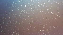 Harmine freebase crystals.jpg Harmine freebase crystals.jpg