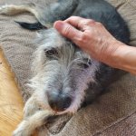 Piper June 20 2025.jpg