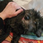 Bernie June 2025.jpg