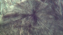 IMG_0013.jpg