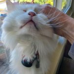 Sashimi July 22 2025.jpeg