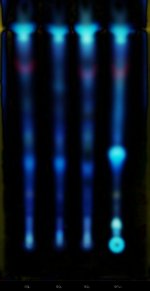 2024.09.05 (365nm) wet.jpg