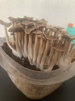 psilocybe-ingeli-actives-v0-2jd3575i8hve1.jpg