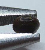 nilotica seed .JPG nilotica seed .JPG