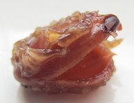 seed husk.JPG seed husk.JPG