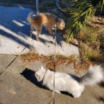 Walnut Dog and Haiku Cat Aug 20 2025.jpg