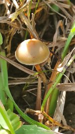 P. ingeli cap in dried grass birdseye view_Talan Moult.JPG