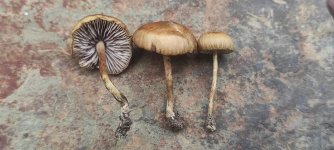 harvested Psilocybe ingeli mushrooms.JPG