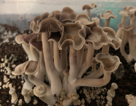 Psilocybe ingeli fruiting cluster_cropped.png