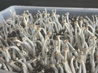 P. ingeli fruiting in Cubensis conditions_1.jpeg