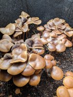 Psilocybe ingeli outdoor flush 1_PhenoDreamer.jpg