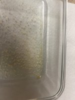 IMG_7733.jpeg