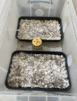 diffuser tub fruiting chamber.png