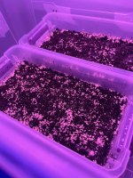 P. ingeli_first pins.jpg P. ingeli_first pins.jpg