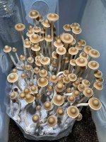 Psilocybe subtropicalis in diffuser tub fruiting chamber setup_Tim Pigg.jpg Psilocybe subtropicalis in diffuser tub fruiting chamber setup_Tim Pigg.jpg