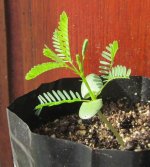 nilotica 1 month.JPG