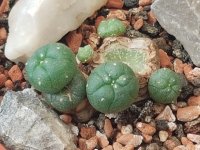 Peyote mother.jpg