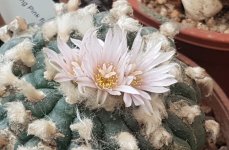 Peyote flowers.jpg