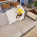 Aeris Hunts 1 Nov 7 2025.jpg