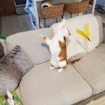 Aeris Hunts II Nov 7 2025.jpg